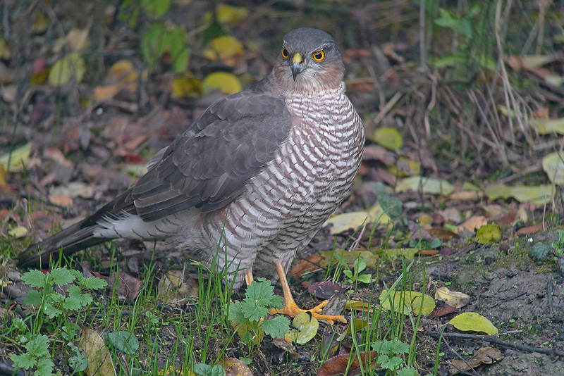 Sparviere -  Accipiter nisus in Digiscoping